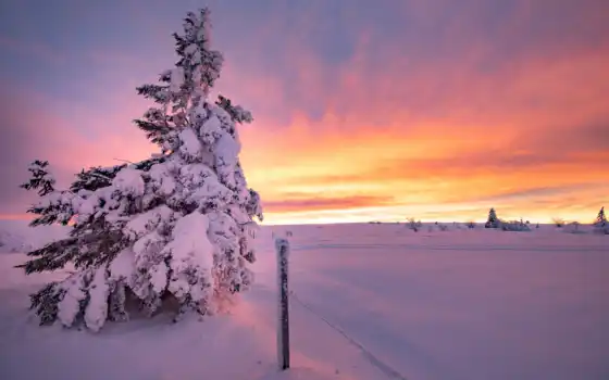 дерево, fir, небо, winter, закат