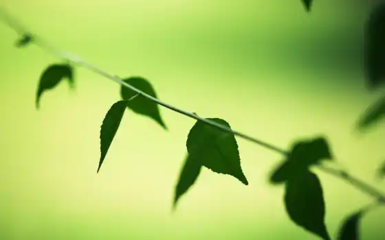 зелёный, дерево, leaf