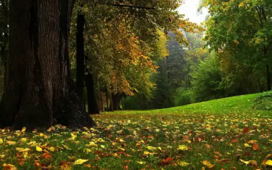 осень, дом, парк, будь то лес, трава,