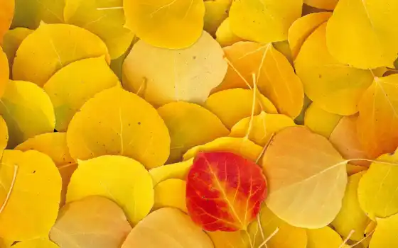 листва, желтые, осень, опавшие, со, городом, 