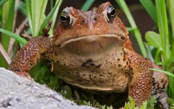 toad, лягушки, разноцветные, коричневая, зверушки, жабы, очень, комментариев, свернуть, ноября, яndex, 