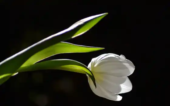 tulipan, чепуха, царня, мальчишка, макри, уже, узкий