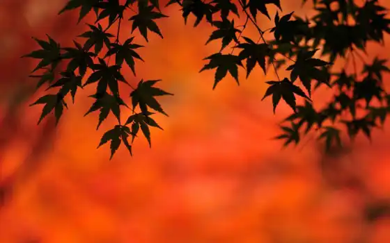лист, клен, японки, красный, редкий, галерея, натуральные, древесина, осень, натуральные