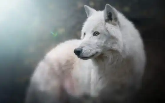 волк, глаз, голубой, тыс, картинка, найти, белый, полярный, пес, глаза