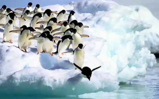 пингвин, животное, в, блог, айсберг, дар, прыжок