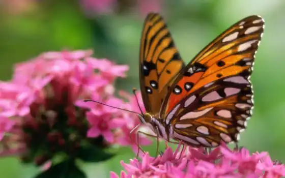 бабочки, бабочки, цветок, фото, цветы, животные, изображения, скачать,