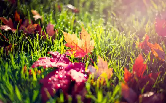 листья, желтые, трава, красные, осень, капли, макро, природа, роса, 