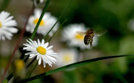 пчелка, цветы, взгляд, трава, опыление, поле, летит, полет, red, 