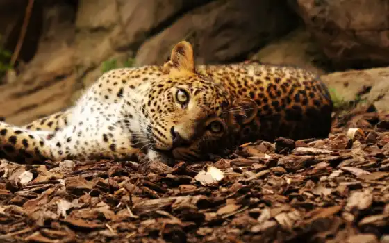 лежит, смотреть, леопард, листва, леопарды, кошек, гепарды, больших, камни, любители, 