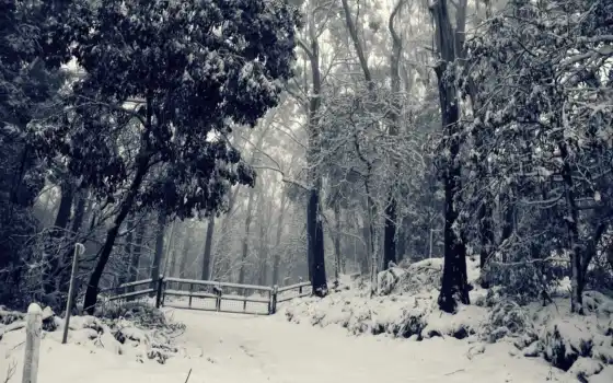 зима, лес, забор, дерево