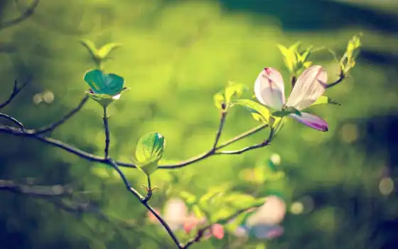 magnolia, в бумажной, материальной, материальной, кровной, духовной, ли, регуляторной, ли, униформированной,
