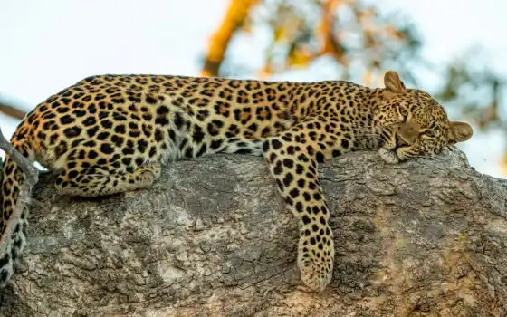 леопард, смотреть, поза, дерево, взгляд, отдых, кот, ложь