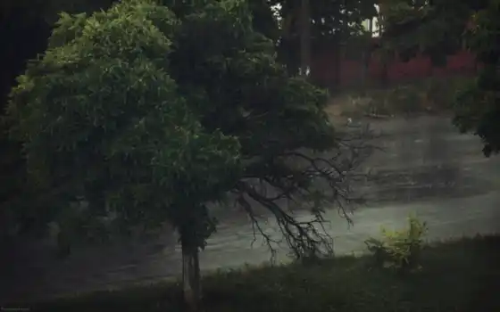 хмурый, дождь, дерево