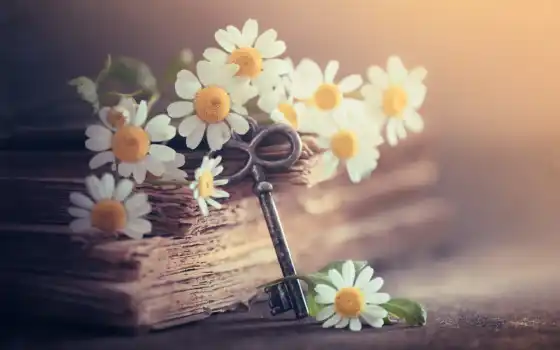 ключ, книга, ромашка, цветы