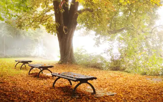 осень, парк, дерево, природа, лавки, листва, 