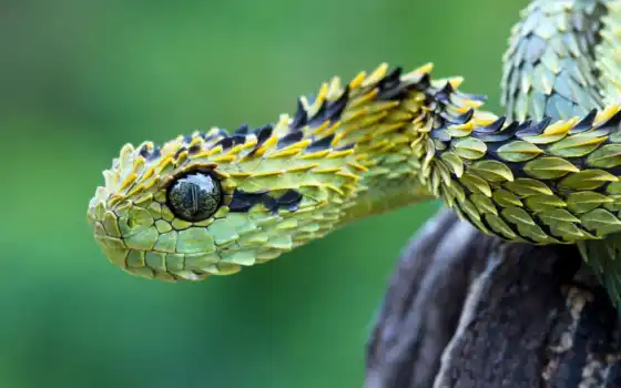 змеи