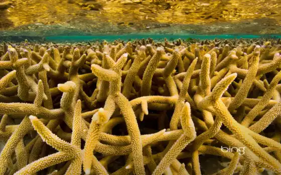 большие, кораллы, горбаум, риф, стегхорн