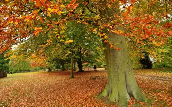 обои, природа, листья, осень, деревья, 