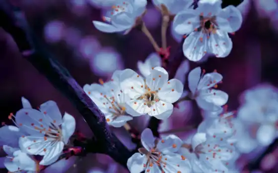 весна, цветы, натуральные, белое, цветное, настольное, малое, цветок, запас,