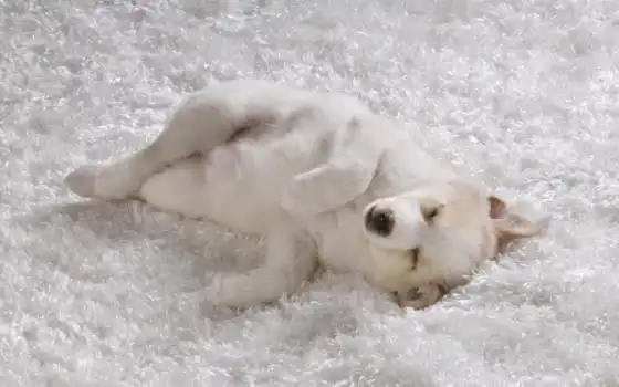 собака, щенок, лайка, белый, ковёр