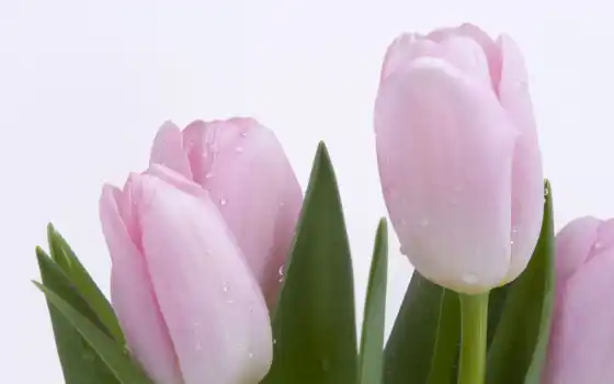 цветы, красивые, день, тюльпаны, матери, 