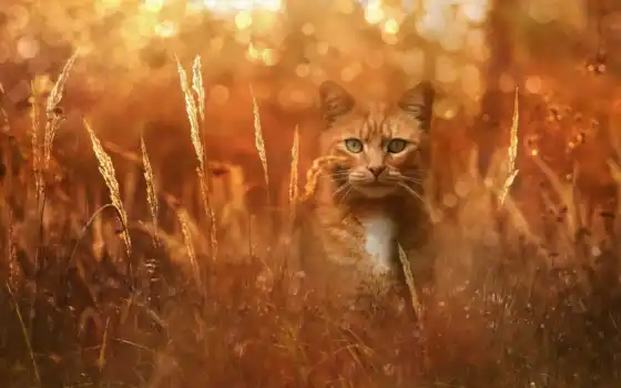 , кот, трава
