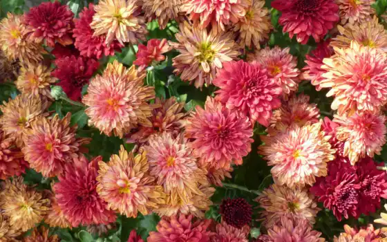 chrysanthemum, wikipediaosennii, цвет, астра, дасимизм