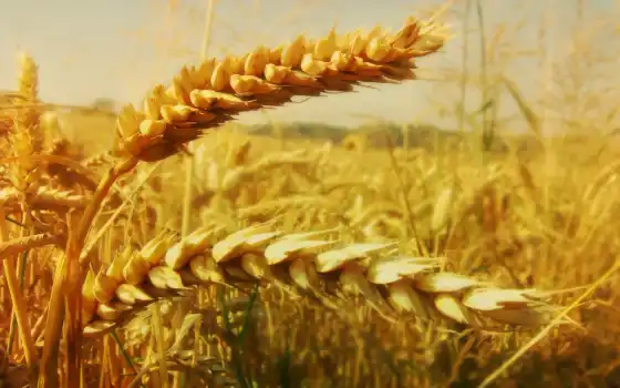 серьги, пшеница, crops, картинка