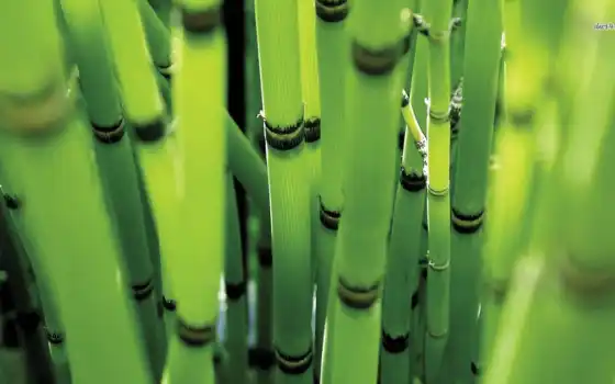 бамбук, природа, 