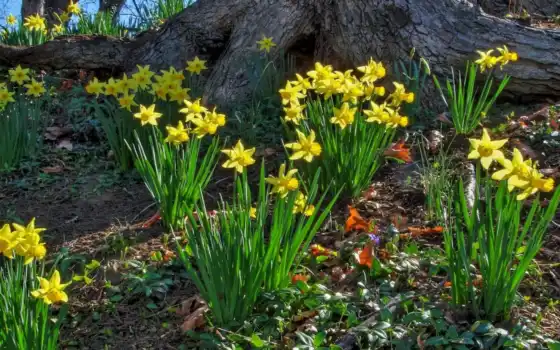 daffodil, электрические