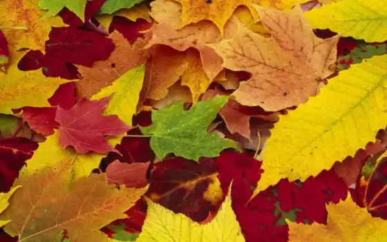 осень, золотая, листья, опавшие, природа, часть, года, времена, картинка, за, мотив, кнопкой, картинку, правой, 