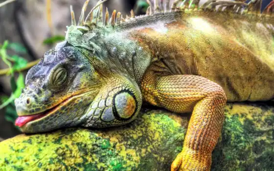 iguana, игуаны, большая, zhivotnye, ящериц, игуан, reptile, домашних, ящерицы, условиях, 