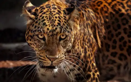 jaguar, см., заклинание, млекопитающее соединение, nähe, n chster, au, gesicht, edmondlafoto
