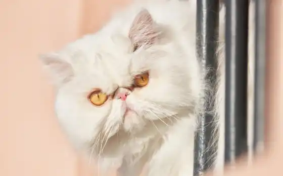persian, кот, white, взгляд, морда, пушистый, mobile, коты, yellow