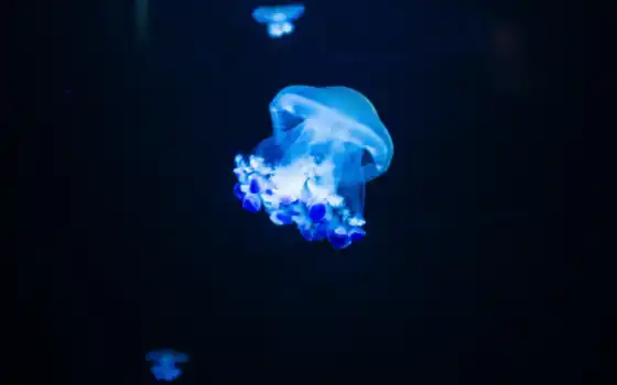 медузы, синие, вода, море, жизнь, животное