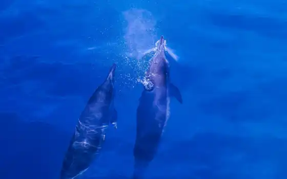 , дельфины, плавание, вода, природа, дан, песня