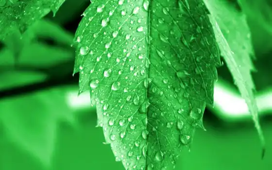 ,зеленый, лист, летний, листик