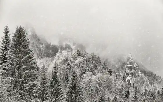 лес, зима, белый, снежный, черный,