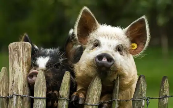 свинья, свинка, животное, забор, смешное, узкое