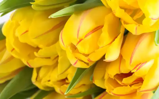 тюльпан, желтый