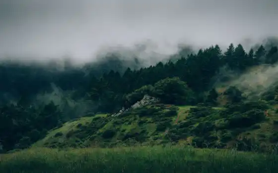 лес, туман, природа, дерево