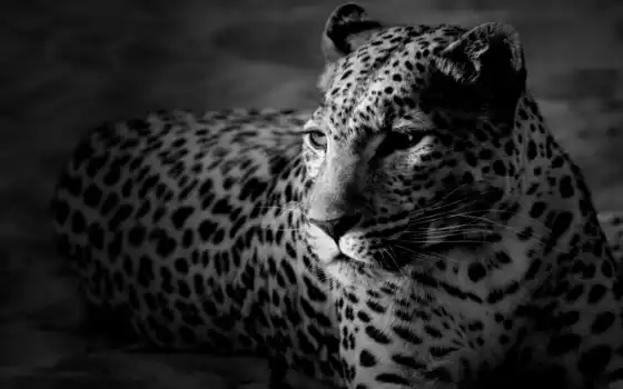 чёрно, белые, картинка, леопард, 
