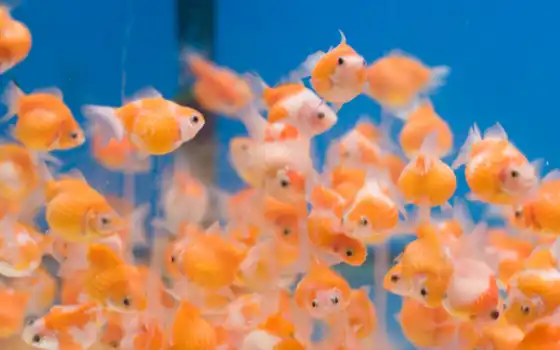 goldfish, fish, gold, small, you, types, fat, 