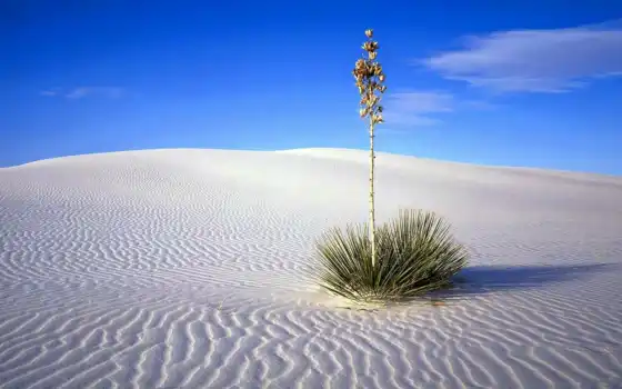 пустыня, песок, белый, фарфор