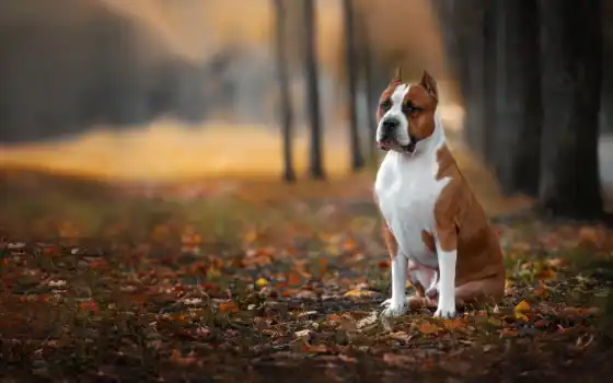 лист, осень, собака