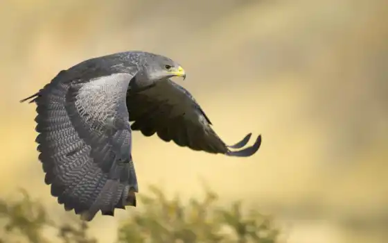 обои на рабочий стол, красивые картинки, картинки для ipad, обои для android