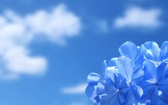  цветiçekler, mavi, квi, airena, iphone,