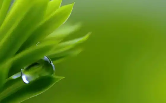 drop, природа