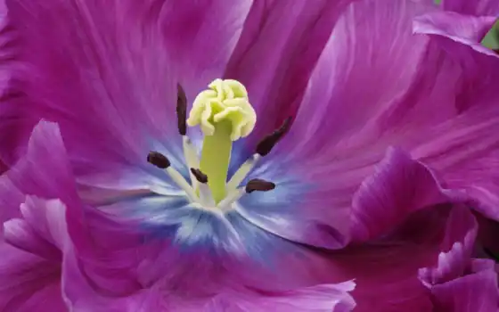 tulip, purple, lila, gardens, kuekenhof, flower, 