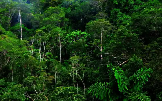 джунгли, тропические, лесные, знаменитые,